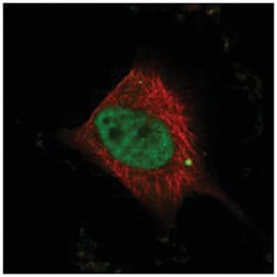 WBP4, Rabbit, Polyclonal Antibody, Abnova 100 &mu;L | Buy Online | Abnova Corporation | Fisher Scientific