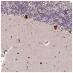 N4BP2L1, Rabbit, Polyclonal Antibody, Abnova 100&mu;L; Unlabeled:Antibodies,