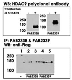 HDAC9 Rabbit anti-Human, Polyclonal Antibody, Abnova 400 &mu;L | Buy Online | Abnova Corporation | Fisher Scientific