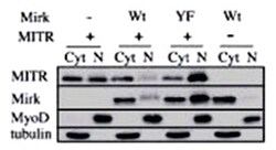 HDAC9 Rabbit anti-Human, Polyclonal Antibody, Abnova 400 &mu;L | Buy Online | Abnova Corporation | Fisher Scientific
