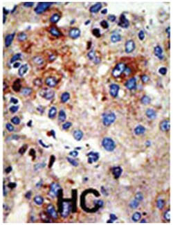 HDAC9 Rabbit anti-Human, Polyclonal Antibody, Abnova 400 &mu;L | Buy Online | Abnova Corporation | Fisher Scientific
