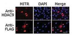 HDAC9 Rabbit anti-Human, Polyclonal Antibody, Abnova 400 &mu;L | Buy Online | Abnova Corporation | Fisher Scientific