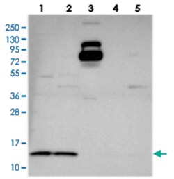 CHCHD1, Rabbit, Polyclonal Antibody, Abnova 100 &mu;L | Buy Online | Abnova Corporation | Fisher Scientific