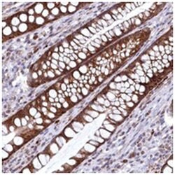 CHCHD1, Rabbit, Polyclonal Antibody, Abnova 100 &mu;L | Buy Online | Abnova Corporation | Fisher Scientific