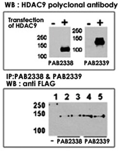 HDAC9 Rabbit anti-Human, Polyclonal Antibody, Abnova 400 &mu;L | Buy Online | Abnova Corporation | Fisher Scientific