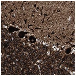 MAP1A, Rabbit, Polyclonal Antibody, Abnova 100&mu;L; Unlabeled:Antibodies,