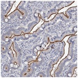 MYO7B, Rabbit, Polyclonal Antibody, Abnova 100 &mu;L | Buy Online | Abnova Corporation | Fisher Scientific