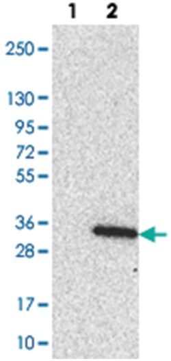 LRRC18, Rabbit, Polyclonal Antibody, Abnova 100&mu;L; Unlabeled:Antibodies,