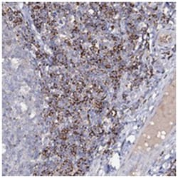 HVCN1 Rabbit anti-Human, Polyclonal Antibody, Abnova 100&mu;L; Unlabeled:Antibodies,