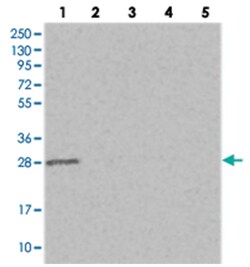 ERP29 Rabbit anti-Human, Polyclonal Antibody, Abnova 100&mu;L; Unlabeled:Antibodies,