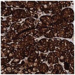ERP29 Rabbit anti-Human, Polyclonal Antibody, Abnova 100&mu;L; Unlabeled:Antibodies,