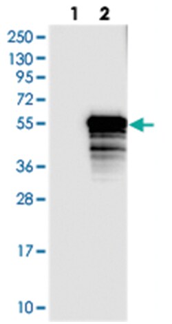 TEX9, Rabbit, Polyclonal Antibody, Abnova 100&mu;L; Unlabeled:Antibodies,