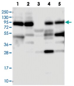 VPS51 Rabbit anti-Human, Polyclonal Antibody, Abnova 100&mu;L; Unlabeled:Antibodies,