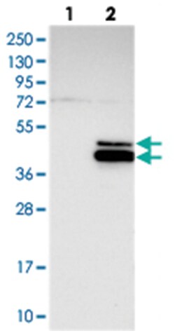 RPUSD4, Rabbit, Polyclonal Antibody, Abnova 100&mu;L; Unlabeled:Antibodies,