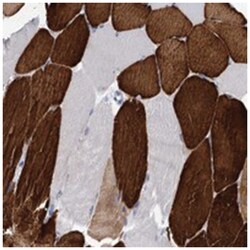 OLFML1, Rabbit, Polyclonal Antibody, Abnova 100&mu;L; Unlabeled:Antibodies,