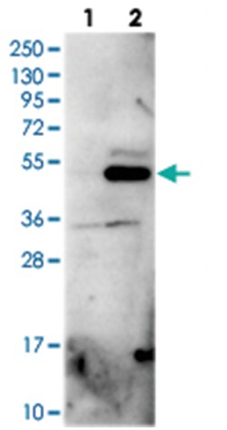OLFML1, Rabbit, Polyclonal Antibody, Abnova 100&mu;L; Unlabeled:Antibodies,