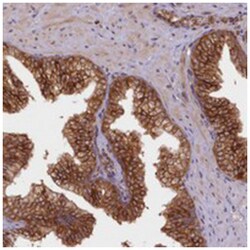 UFM1, Rabbit, Polyclonal Antibody, Abnova 100&mu;L; Unlabeled:Antibodies,