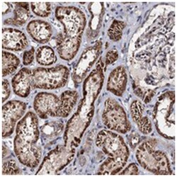 WWC3, Rabbit, Polyclonal Antibody, Abnova 100 &mu;L | Buy Online | Abnova Corporation | Fisher Scientific
