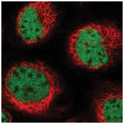 PDS5B Rabbit anti-Human, Mouse, Rat, Polyclonal Antibody, Abnova 100 &mu;L | Buy Online | Abnova Corporation | Fisher Scientific