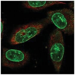 NEK1 Rabbit anti-Human, Polyclonal Antibody, Abnova 100 &mu;L | Buy Online | Abnova Corporation | Fisher Scientific