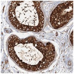 SPAG9 Rabbit anti-Human, Polyclonal Antibody, Abnova 100 &mu;L | Buy Online | Abnova Corporation | Fisher Scientific