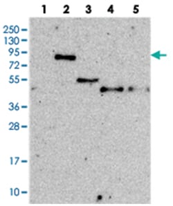CEP68 Rabbit anti-Human, Polyclonal Antibody, Abnova 100&mu;L; Unlabeled:Antibodies,