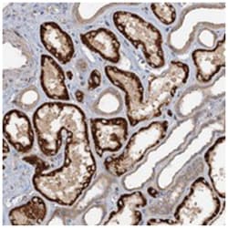 CEP68 Rabbit anti-Human, Polyclonal Antibody, Abnova 100&mu;L; Unlabeled:Antibodies,