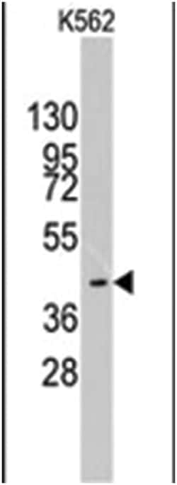 MYST1 Rabbit anti-Human, Polyclonal Antibody, Abnova 400 &mu;L | Buy Online | Abnova Corporation | Fisher Scientific