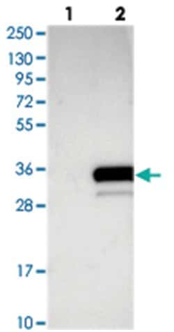 C20orf196, Rabbit, Polyclonal Antibody, Abnova 100 &mu;L | Buy Online | Abnova Corporation | Fisher Scientific