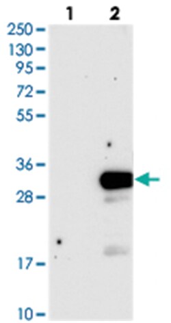 DTD1, Rabbit, Polyclonal Antibody, Abnova 100 &mu;L | Buy Online | Abnova Corporation | Fisher Scientific
