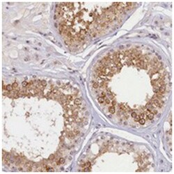 SEC31B Rabbit anti-Human, Polyclonal Antibody, Abnova 100&mu;L; Unlabeled:Antibodies,