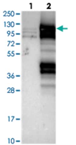 DDX23, Rabbit, Polyclonal Antibody, Abnova 100 &mu;L | Buy Online | Abnova Corporation | Fisher Scientific