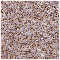 CD99L2 Rabbit anti-Human, Polyclonal Antibody, Abnova 100 &mu;L | Buy Online | Abnova Corporation | Fisher Scientific