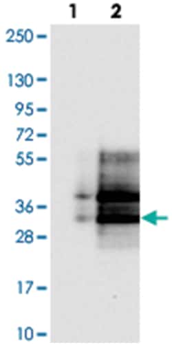 CD99L2 Rabbit anti-Human, Polyclonal Antibody, Abnova 100 &mu;L | Buy Online | Abnova Corporation | Fisher Scientific