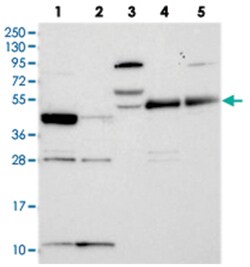 RSPH3 Rabbit anti-Human, Polyclonal Antibody, Abnova 100&mu;L; Unlabeled:Antibodies,