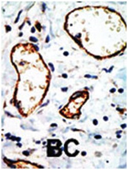 NCOR1, Rabbit, Polyclonal Antibody, Abnova 400&mu;L; Unlabeled:Antibodies,