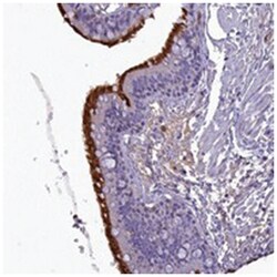 FAM149B1, Rabbit, Polyclonal Antibody, Abnova 100 &mu;L | Buy Online | Abnova Corporation | Fisher Scientific