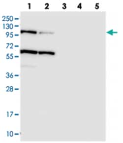USP6NL, Rabbit, Polyclonal Antibody, Abnova 100&mu;L; Unlabeled:Antibodies,