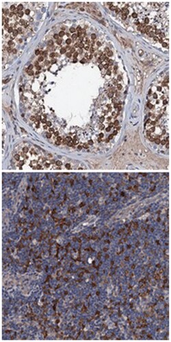 TRAFD1 Rabbit anti-Human, Polyclonal Antibody, Abnova 100&mu;L; Unlabeled:Antibodies,