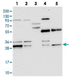 PPTC7 Rabbit anti-Human, Polyclonal Antibody, Abnova 100&mu;L; Unlabeled:Antibodies,
