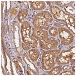 SPERT Rabbit anti-Human, Polyclonal Antibody, Abnova 100&mu;L; Unlabeled:Antibodies,