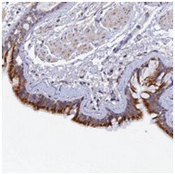 RPGRIP1L, Rabbit, Polyclonal Antibody, Abnova 100&mu;L; Unlabeled:Antibodies,