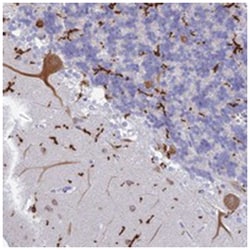 CEP152 Rabbit anti-Human, Polyclonal Antibody, Abnova 100 &mu;L | Buy Online | Abnova Corporation | Fisher Scientific