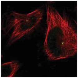 CEP152 Rabbit anti-Human, Polyclonal Antibody, Abnova 100 &mu;L | Buy Online | Abnova Corporation | Fisher Scientific