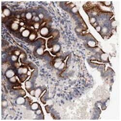 FAM155A, Rabbit, Polyclonal Antibody, Abnova 100&mu;L; Unlabeled:Antibodies,