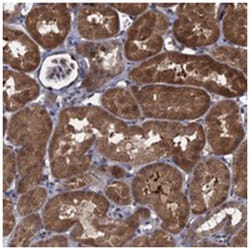 CNTN5 Rabbit anti-Human, Polyclonal Antibody, Abnova 100 &mu;L | Buy Online | Abnova Corporation | Fisher Scientific