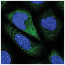 CNTN5 Rabbit anti-Human, Polyclonal Antibody, Abnova 100 &mu;L | Buy Online | Abnova Corporation | Fisher Scientific