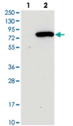 NLRP10 Rabbit anti-Human, Polyclonal Antibody, Abnova 100&mu;L; Unlabeled:Antibodies,