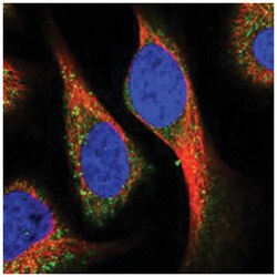 KCNG1 Rabbit anti-Human, Mouse, Rat, Polyclonal Antibody, Abnova 100&mu;L;