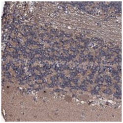 SUPT7L, Rabbit, Polyclonal Antibody, Abnova 100&mu;L; Unlabeled:Antibodies,